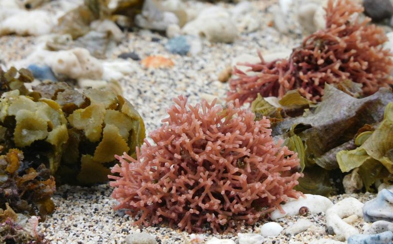 海藻鈣功效